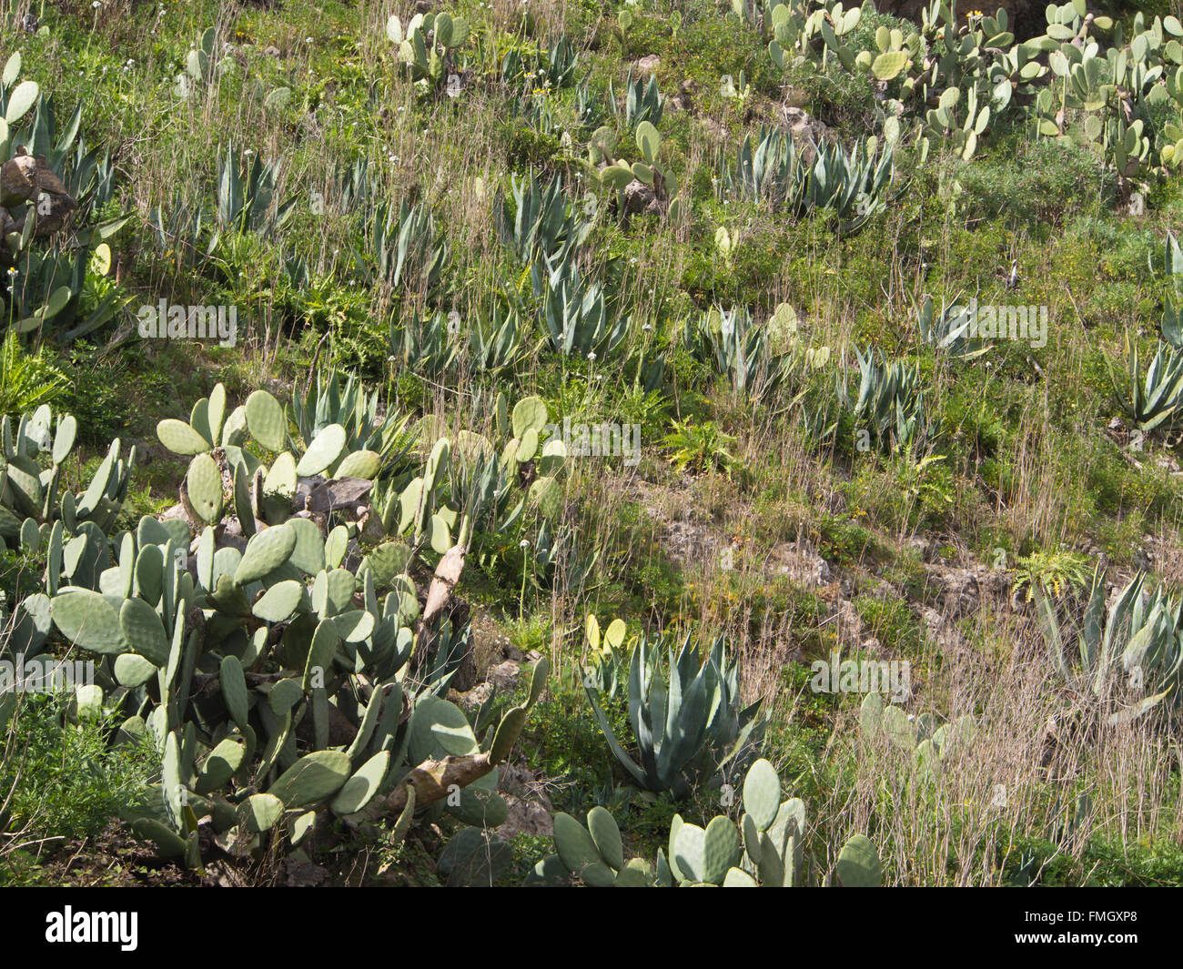 Prickly pear Opuntia dillenii and Agave americana dominating a mountainside near a footpath in Erjos del Tanque, Tenerife Stock Photo