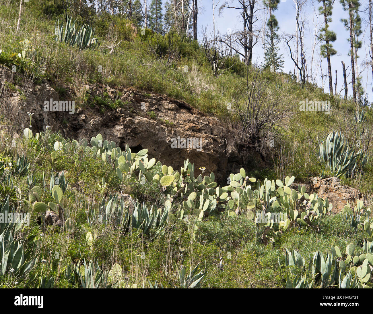 Prickly pear Opuntia dillenii and Agave americana dominating a mountainside near a footpath in Erjos del Tanque, Tenerife Stock Photo