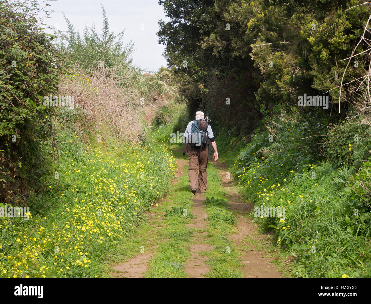 Footpath with hiker,lush vegetation, landscape in 'Charcas del Erjos' Tenerife Canary Islands Spain Stock Photo