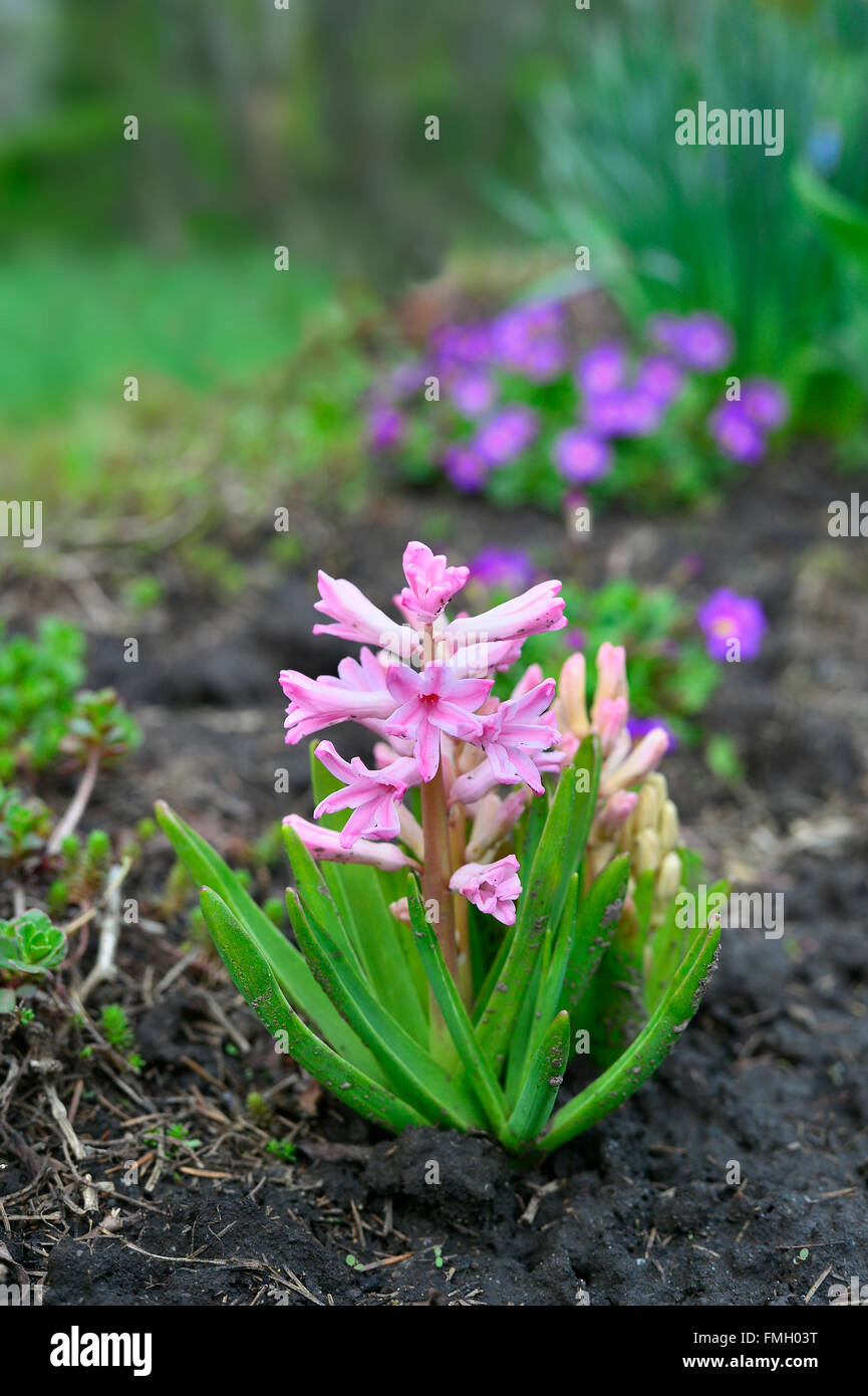 Blooming pink hyacinth in the garden on a bed spring. Stock Photo