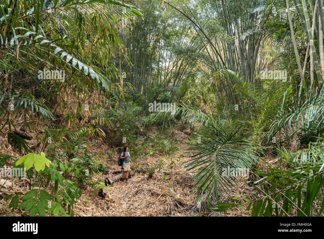 female tourist walking through a  bamboo forest near near Bajawa, Flores, Indonesia, Asia Stock Photo