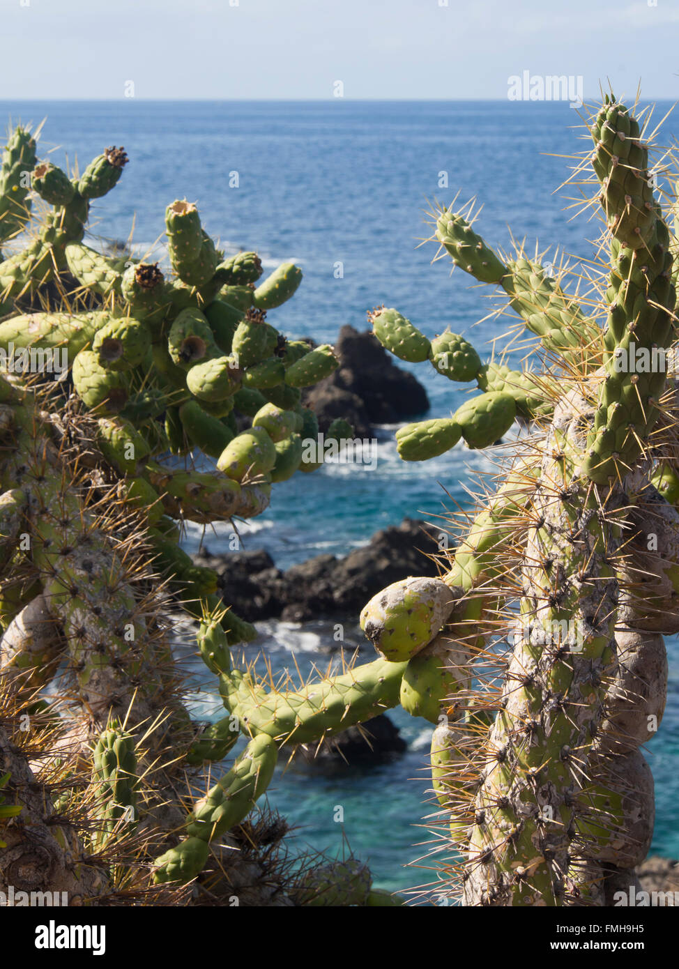 Cacti, volcanic rocks, Atlantic ocean and horizon, view from a coastal promenade in Tenerife Canary Islands Spain Stock Photo