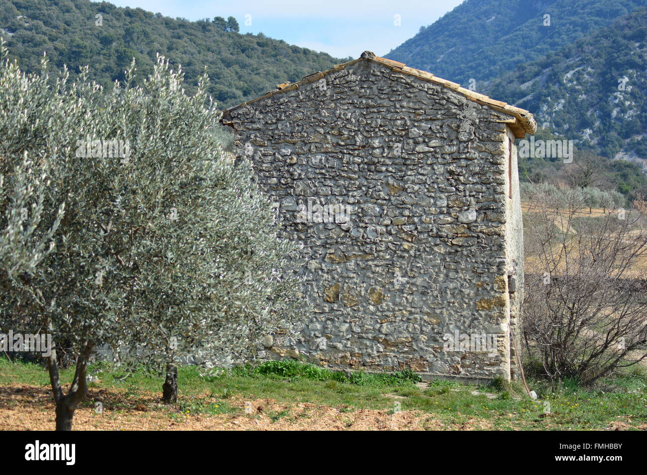 Typical landscape in Provence,olive tree near a shed Stock Photo