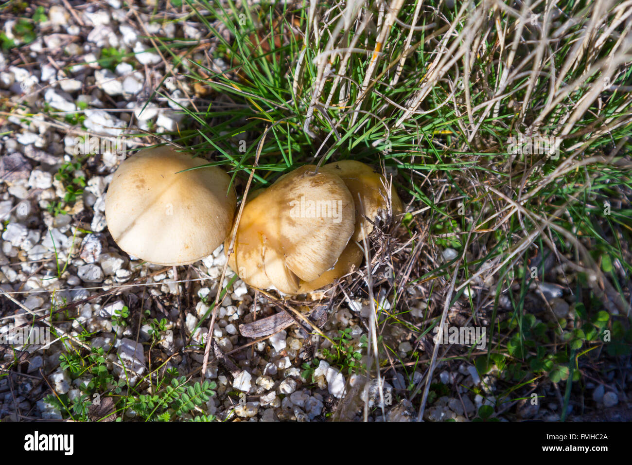 Wild mushrooms in the ground Stock Photo