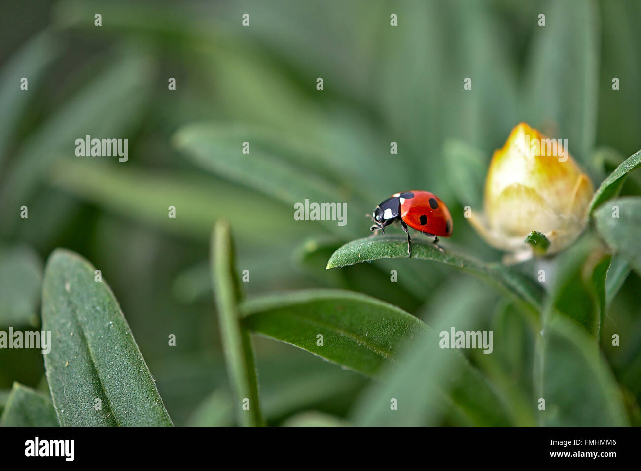 Ladybug Stock Photo