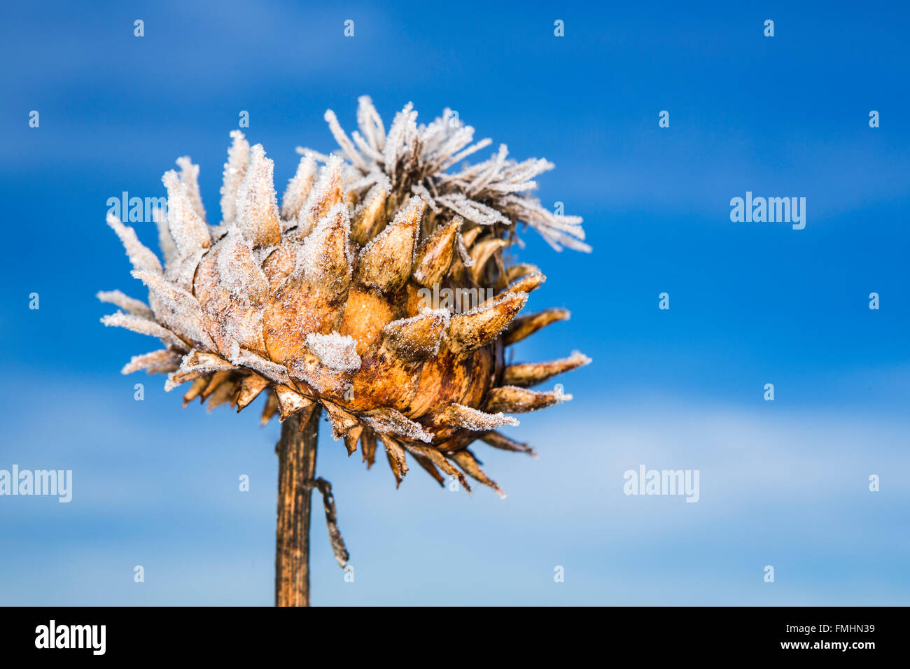 Dead head of a cardoon against a blue sky and covered in winter frost. Stock Photo