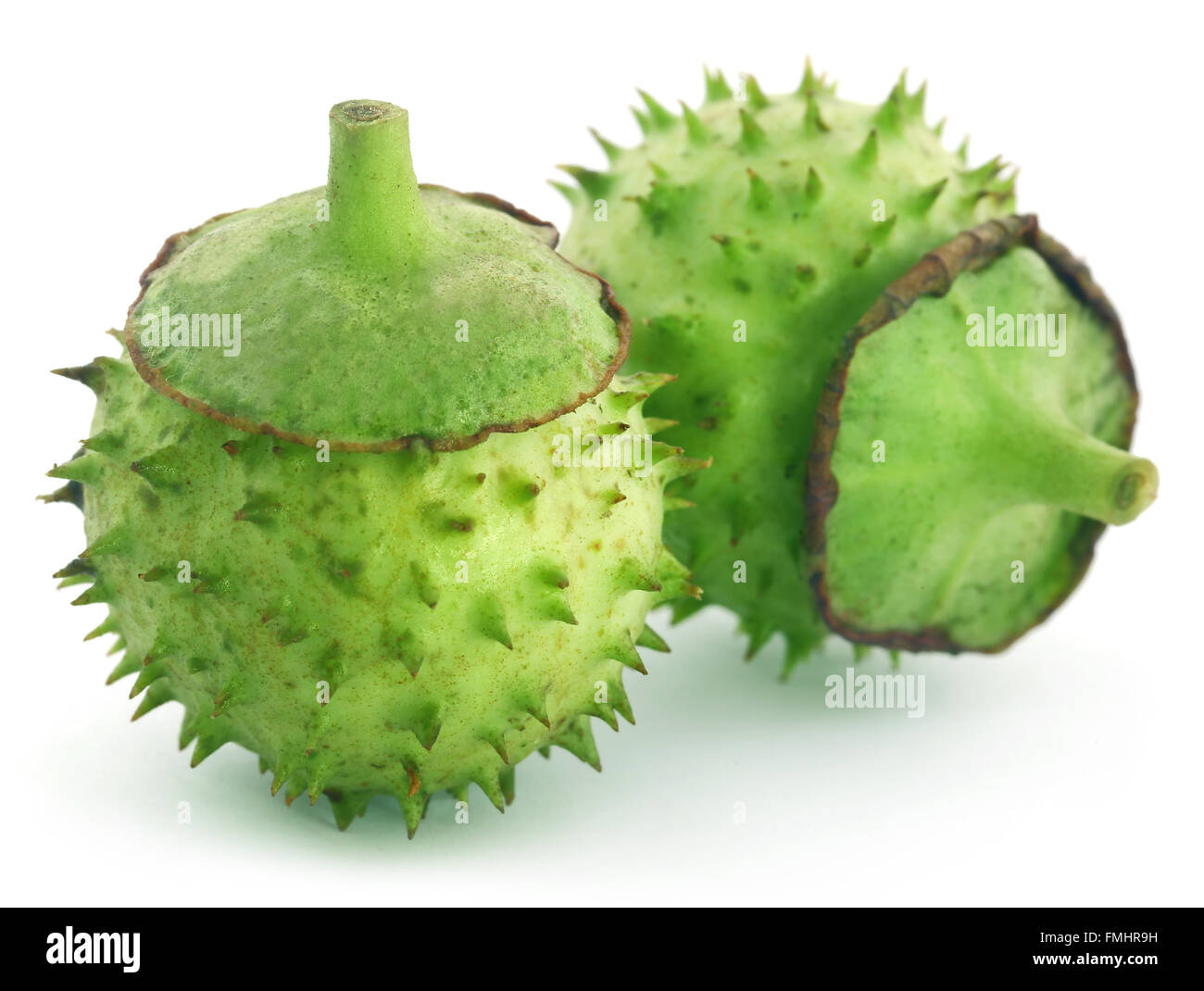 Medicinal Datura fruits over white background Stock Photo