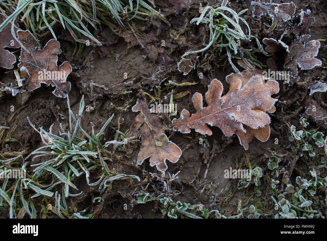 Frost covered plants hi-res stock photography and images - Alamy