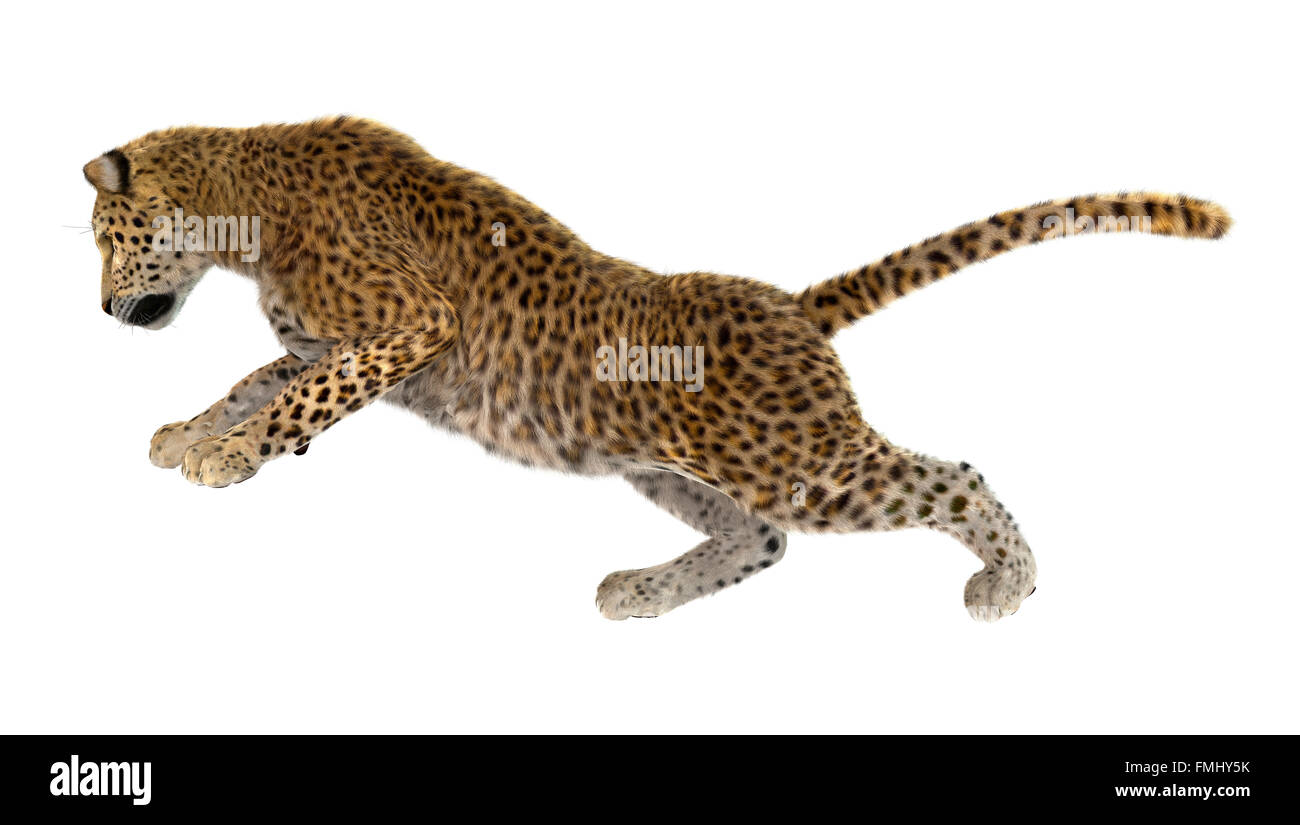 Digital render of a big cat leopard isolated on white background Stock ...