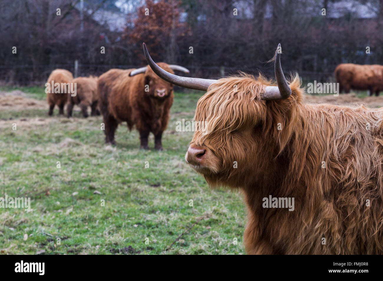 Head-shot of a highland cattle seen in a field in Croxteth Park near Liverpool in the North West of England. Stock Photo