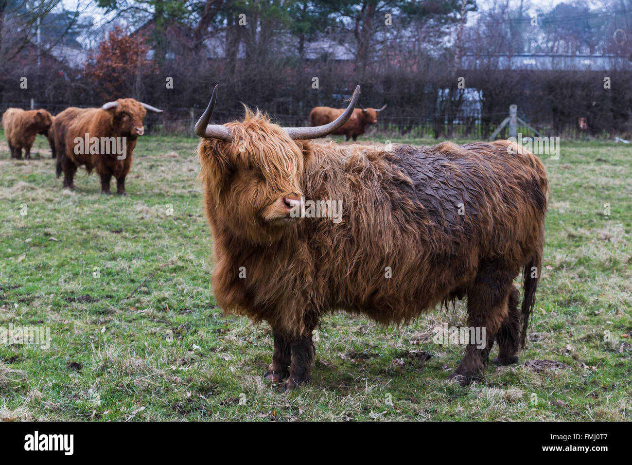 A highland cattle in Croxteth Park near Liverpool looks into the distance on a cold & damp spring morning. Stock Photo