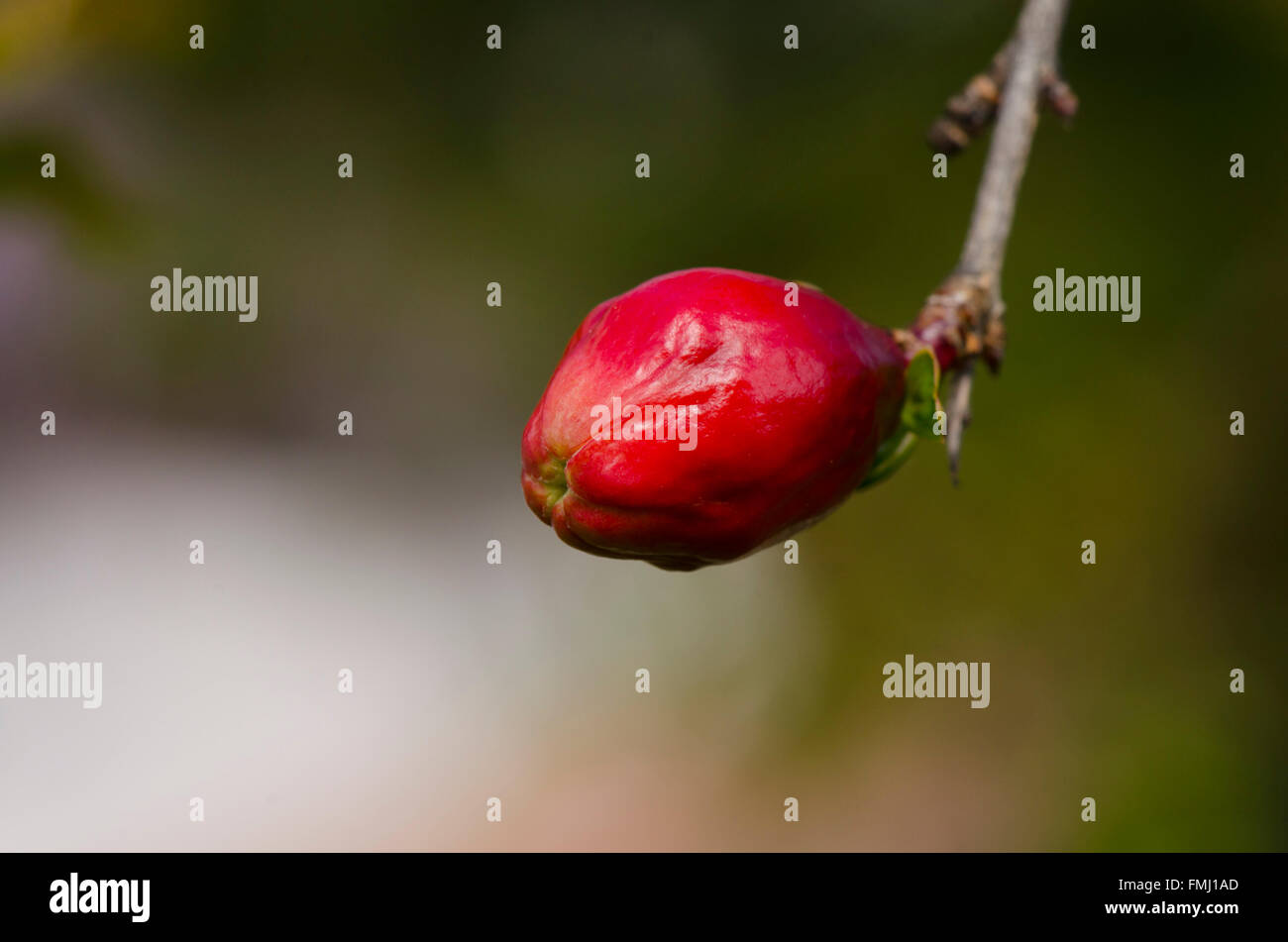 Pomegranate (Punica granatum) flower bud, on tree in spring, Andalusia, Spain. Stock Photo