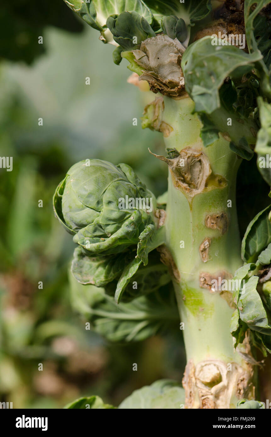 Brussels sprouts growing on stalk, plant, cabbages Stock Photo Alamy