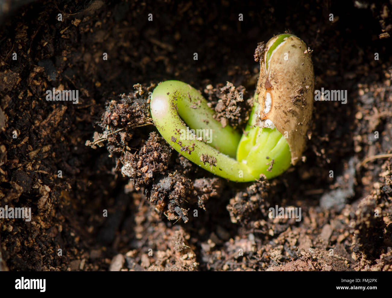 Spring, common bean sprout, sprouting, Phaseolus vulgaris planted in container soil. Stock Photo