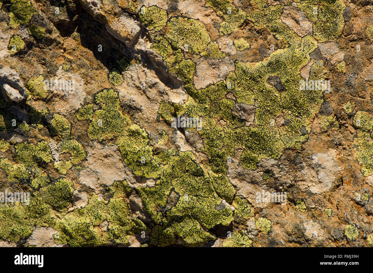 Green Cobblestone Lichens, Acarospora hilaris , Andalusia, Spain. Stock Photo