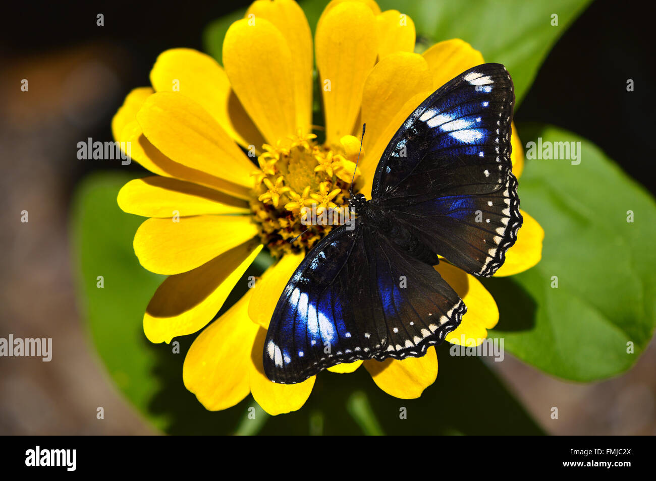 Blue Diadem Butterfly Latin name Hypolimnas salmacis on a yellow flower