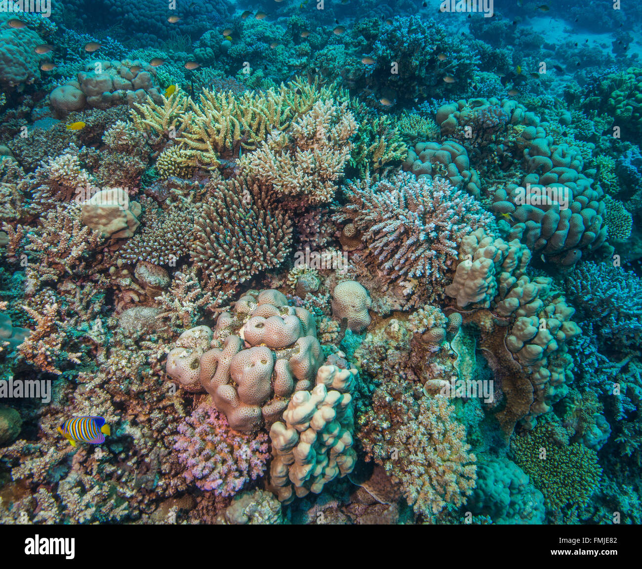 Reef building corals hi-res stock photography and images - Alamy