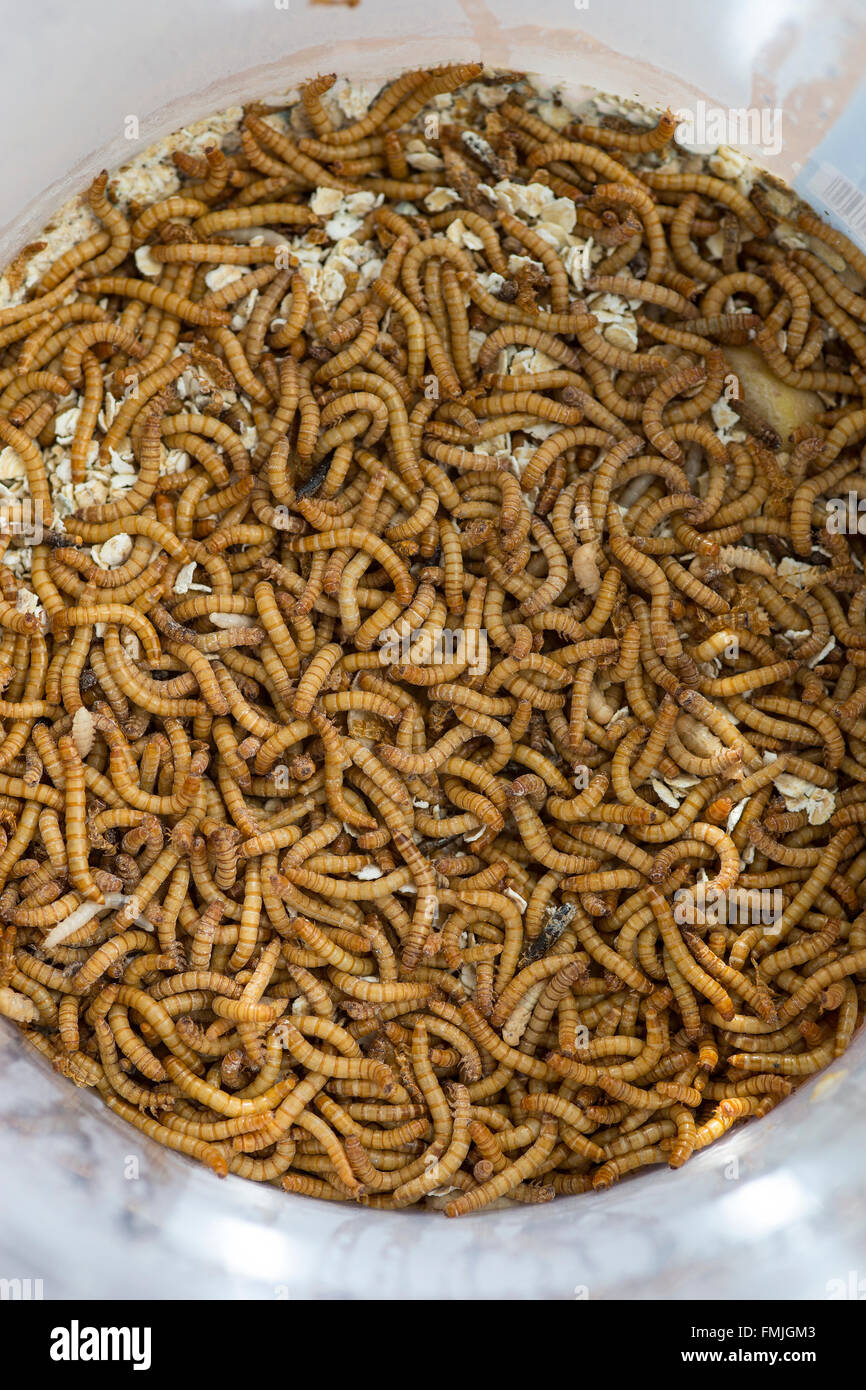 Live Mealworms Tenebrio Molitor In A Tub Used For Feeding Reptiles