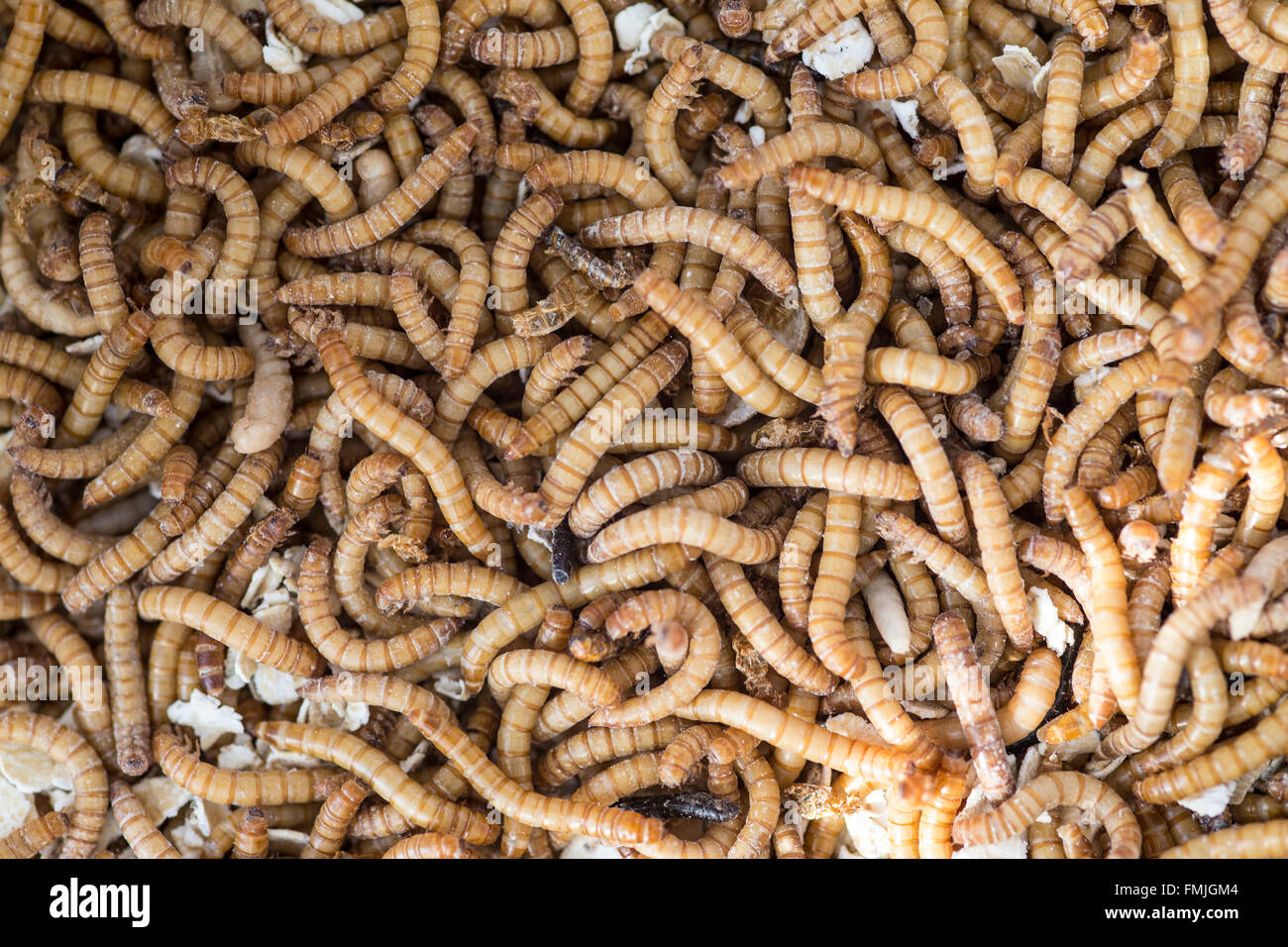 Close up of live mealworms Tenebrio molitor in a tub used for feeding