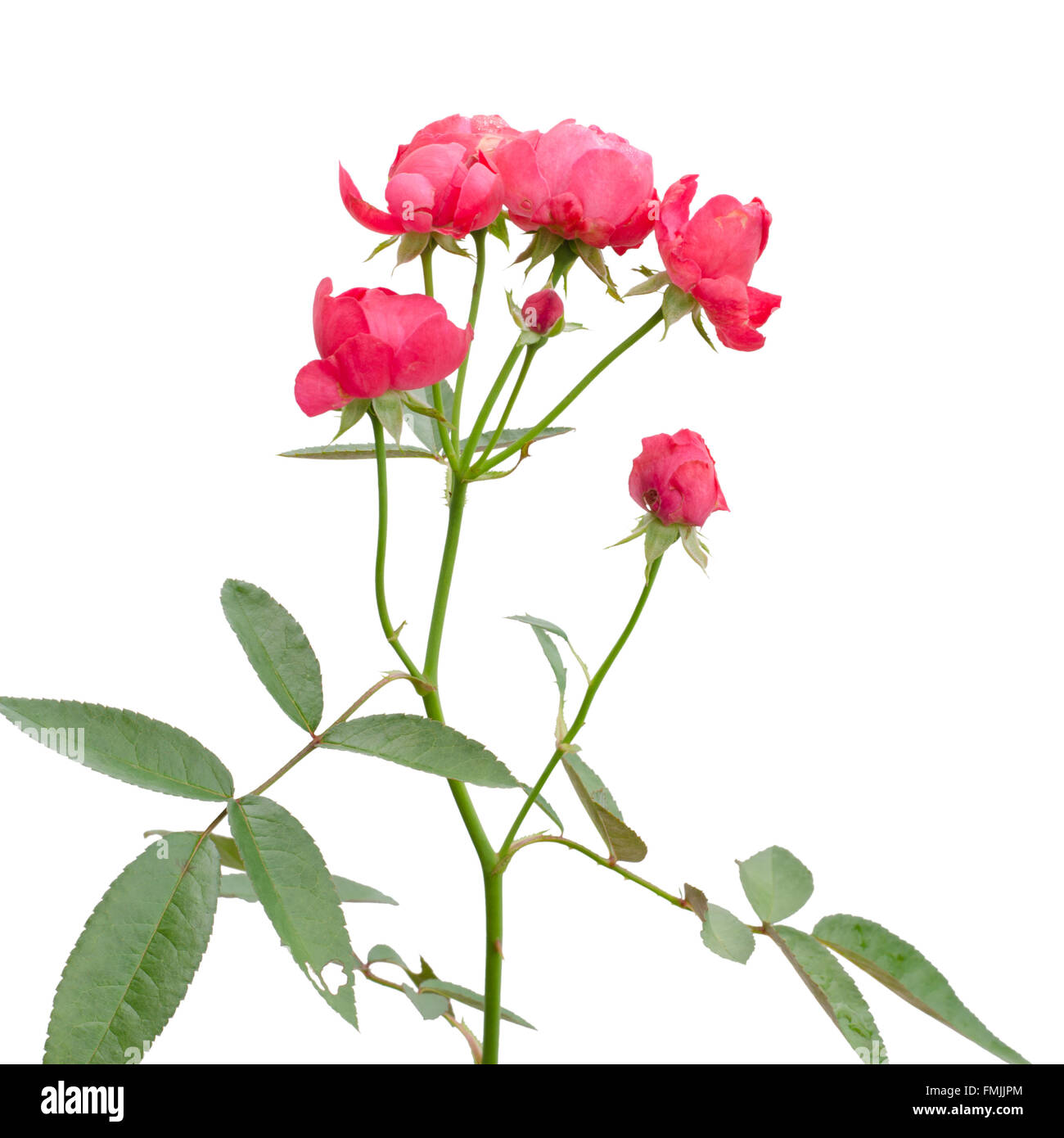 Fairy rose isolated on white background Stock Photo