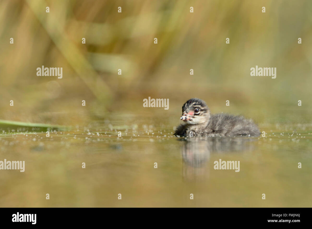 Black necked Grebe ( Podiceps nigricollis ), very young chick, swims alone close to the reed bed, waiting for food. Stock Photo