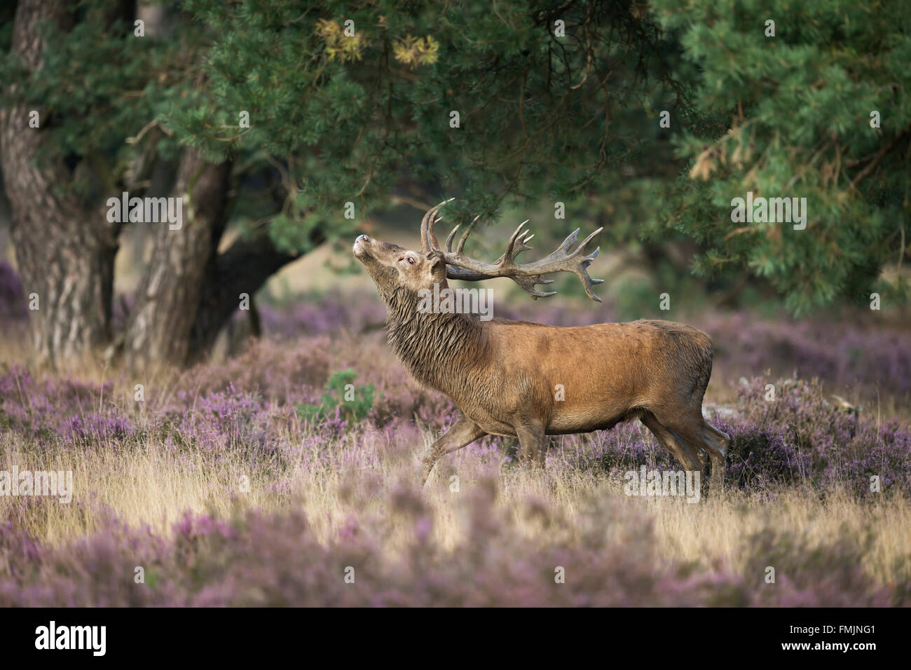 Red Deer ( Cervus elaphus ), strong stag, threatening a rival through display behavior, rut in purplish blooming heather. Stock Photo