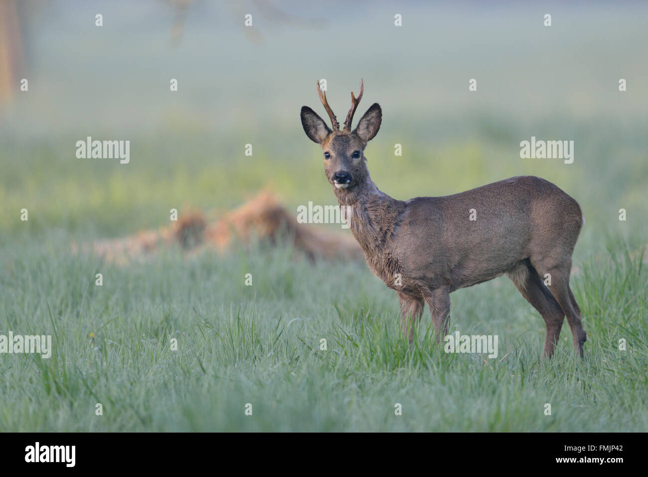 Roe Deer ( Capreolus capreolus ), strong buck in winter fur standing on wet grassland early in the morning, watching attentively Stock Photo