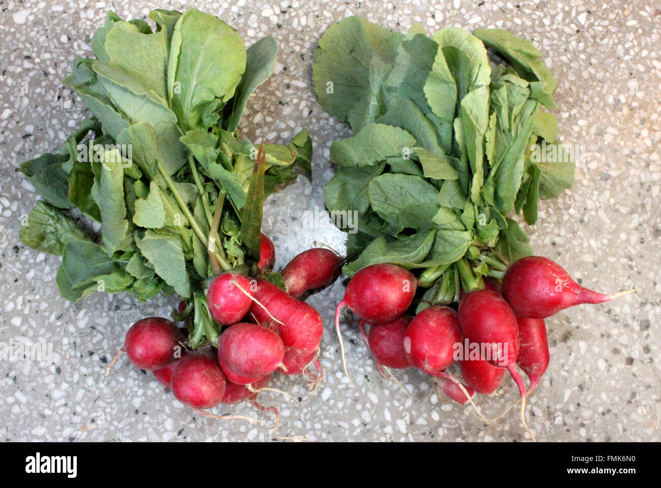 Red English Radish, Raphanus sativus, popular salad food crop with shorter leaves with few lobes, and small globose red roots Stock Photo