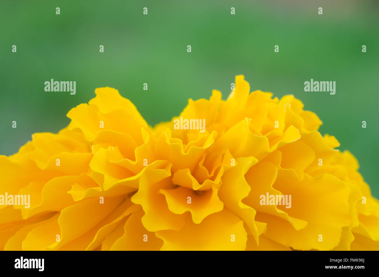 Marigold flower background hi-res stock photography and images - Alamy