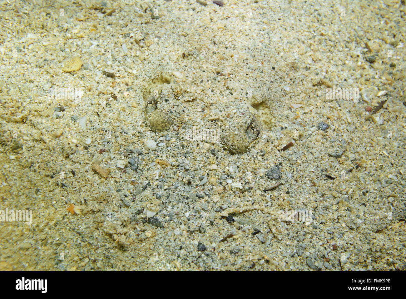Eyes of Yellow stingray, Urobatis jamaicensis, with body hidden in the sand, Caribbean sea Stock Photo