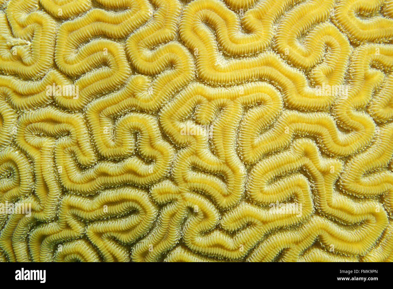 Maze of grooved brain coral, Diploria labyrinthiformis, close-up, Caribbean sea Stock Photo