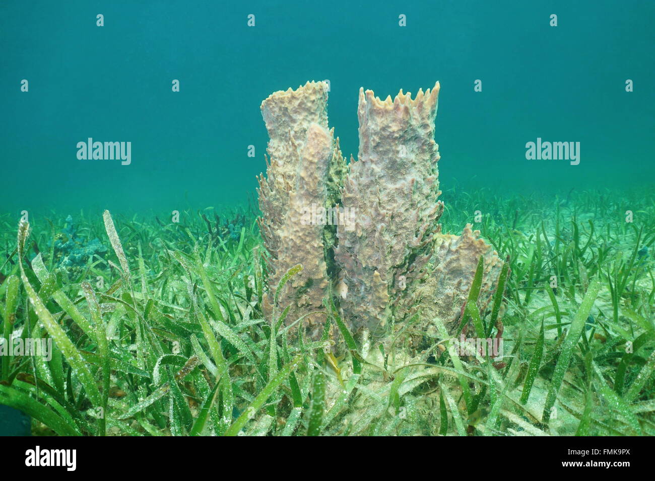 Underwater marine life, giant barrel sponge, Xestospongia muta, on grassy seabed, Caribbean sea Stock Photo