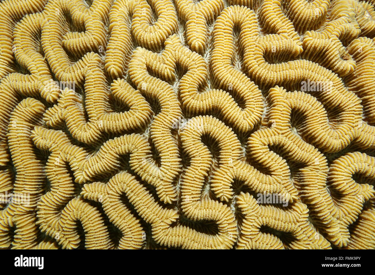 Marine life, close-up of boulder brain coral, Colpophyllia natans, Caribbean sea Stock Photo