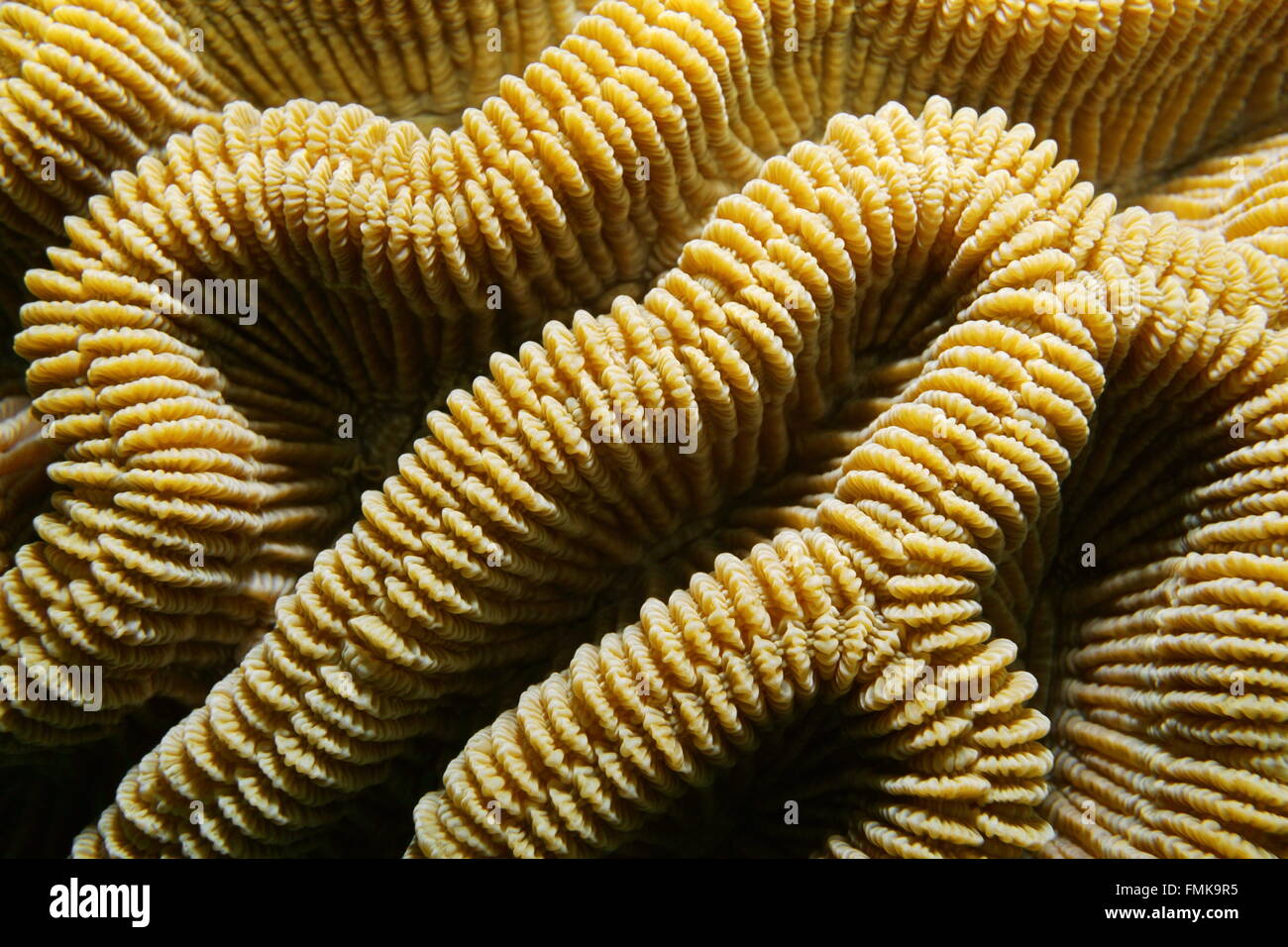 Sea life, ridges of boulder brain coral, Colpophyllia natans, close-up, Caribbean sea Stock Photo