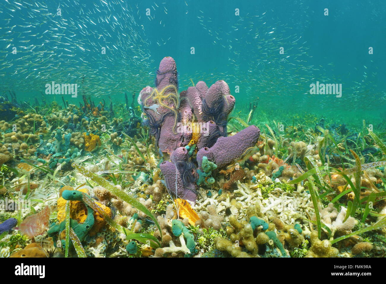 Underwater marine life on the seabed, branching tube sponge with brittle stars and juvenile fish shoal, Caribbean sea Stock Photo