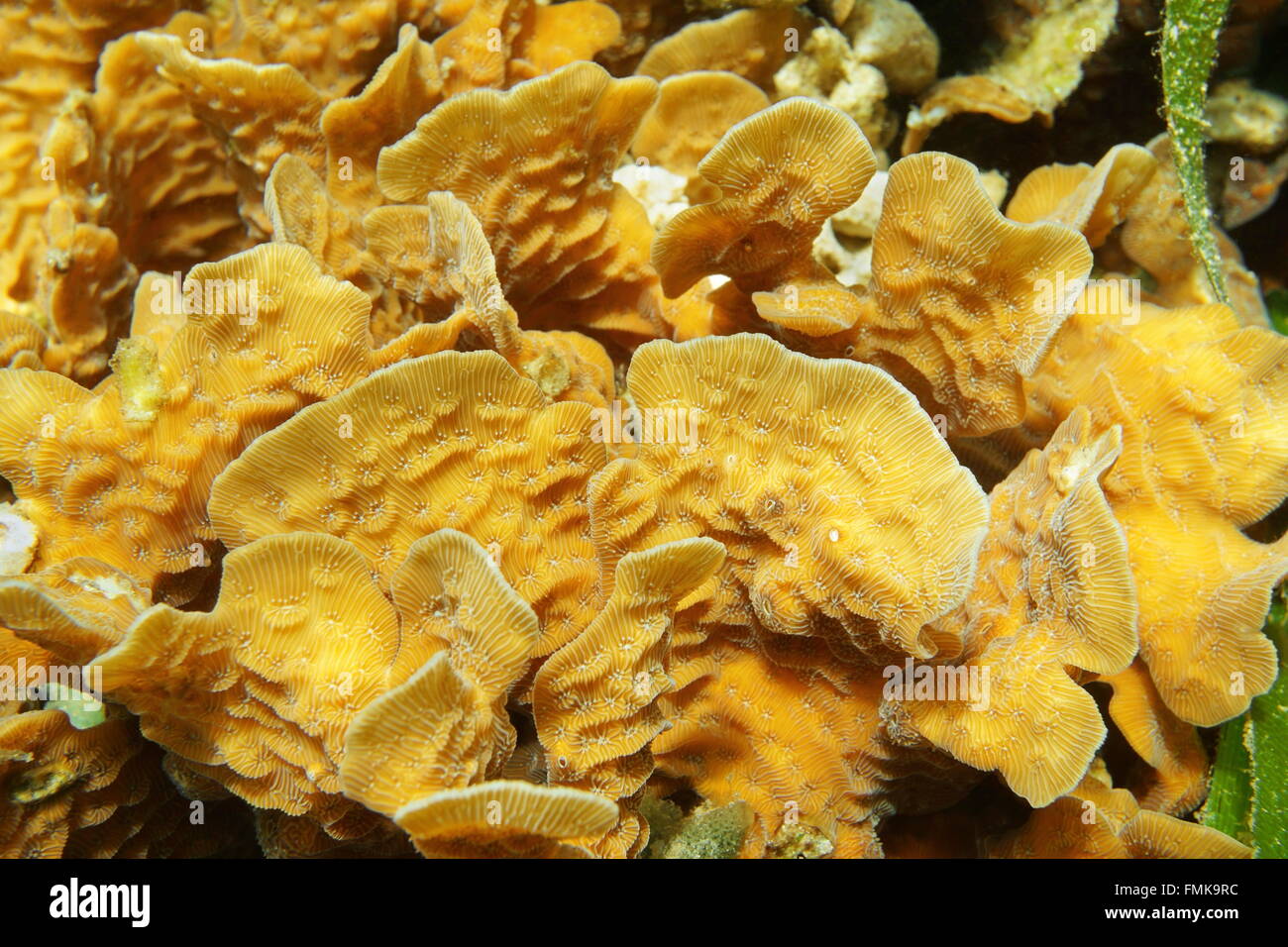 Close up of thin leaf lettuce coral, Agaricia tenuifolia, underwater in the Caribbean sea Stock Photo