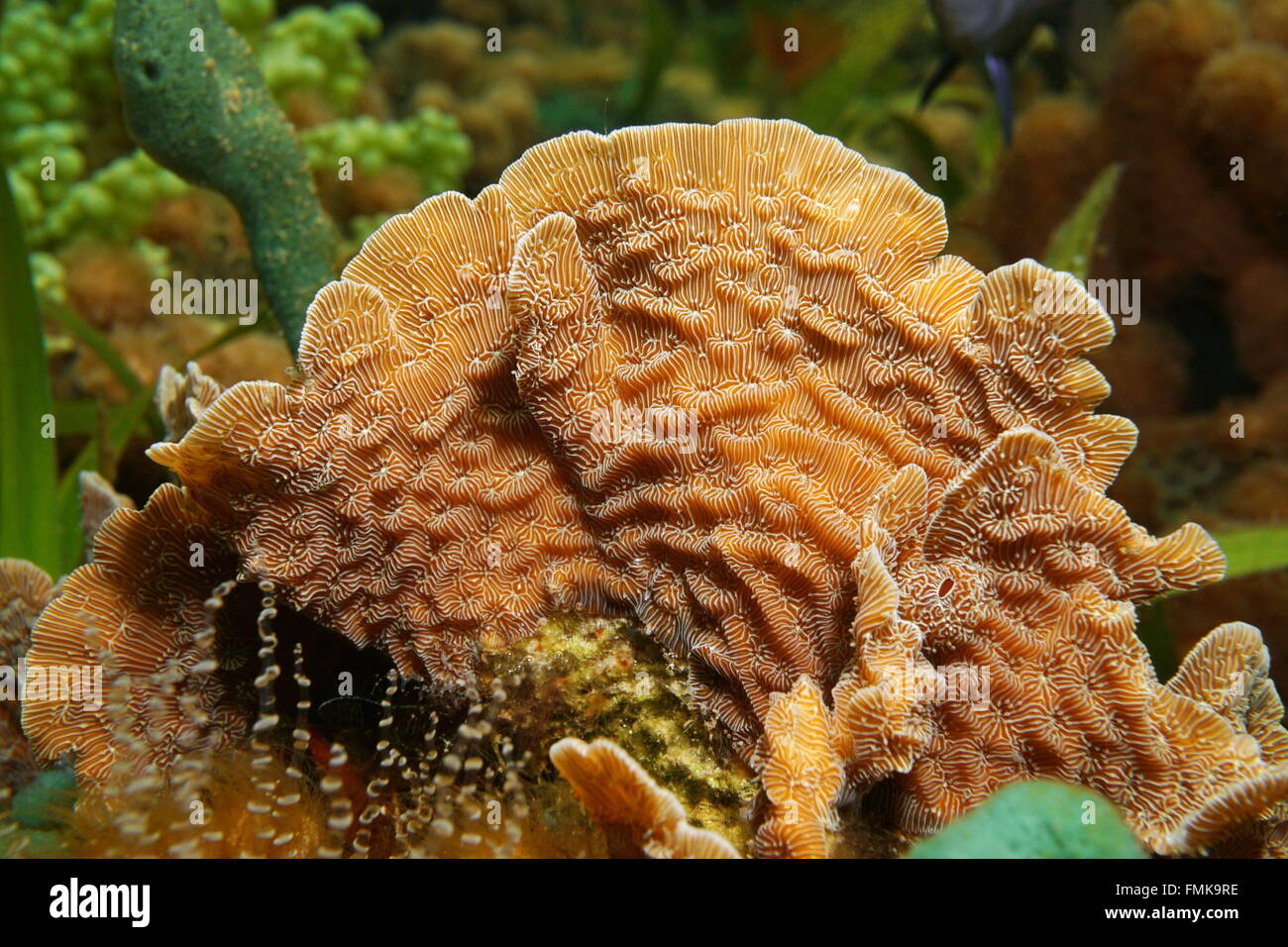 Underwater marine life, thin leaf lettuce coral, Agaricia tenuifolia, close-up, Caribbean sea Stock Photo