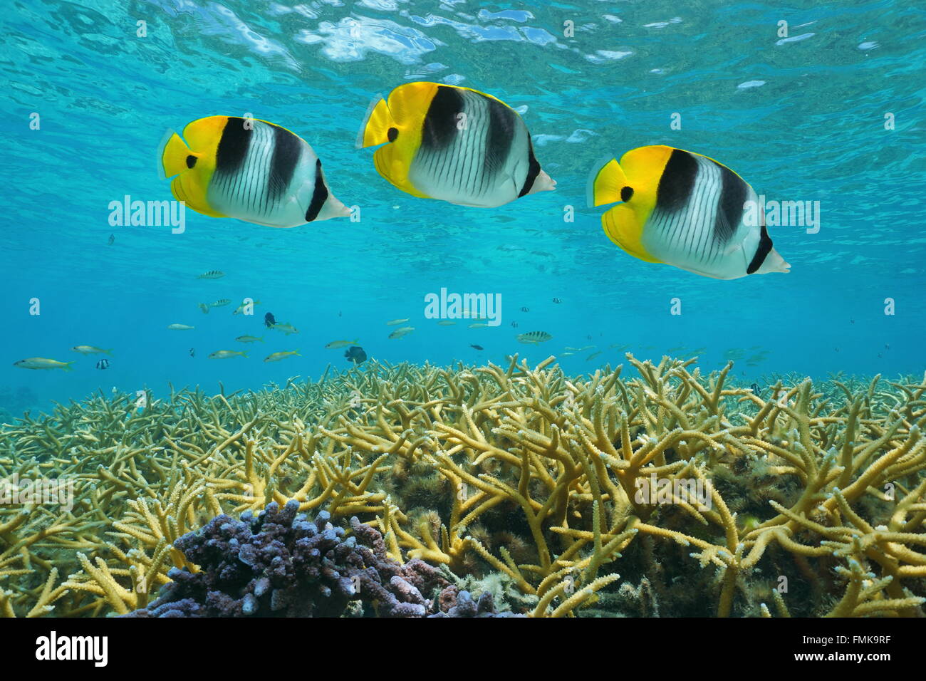 Tropical fish double-saddle butterflyfish and staghorn coral, underwater in the lagoon, Pacific ocean, Huahine, French Polynesia Stock Photo