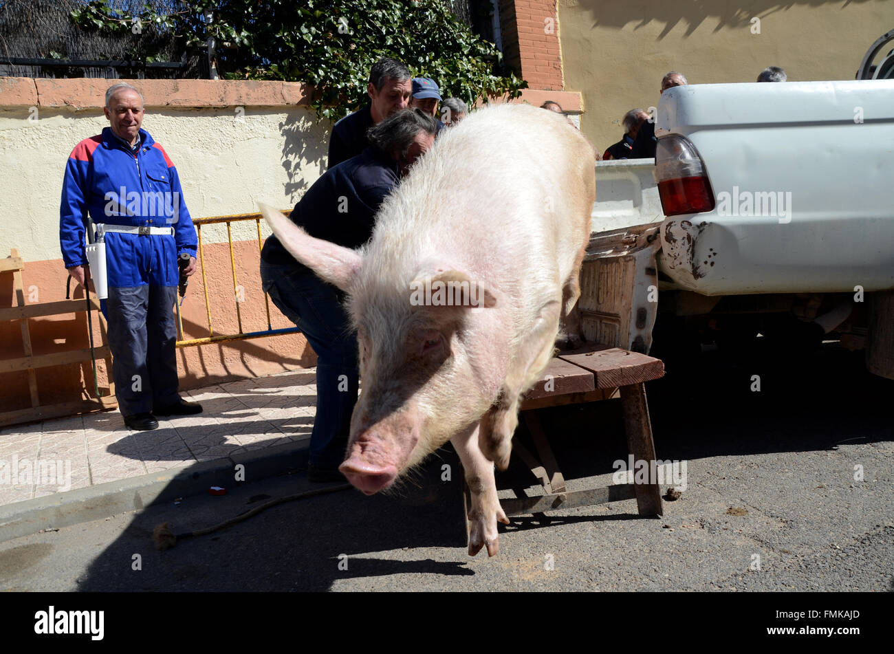 Arcos de Jalón, Spain. 12th Mar, 2016. A pig being transported on a car  trailer to be sacrificed during the celebration of 'La matanza' in Arcos de  Jalón, north of Spain. Credit:
