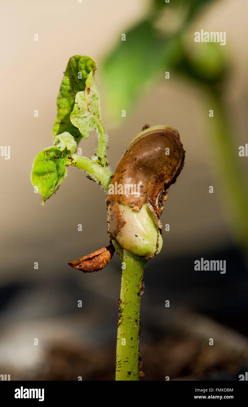 Spring, common bean sprout, sprouting, Phaseolus vulgaris planted in soil. Stock Photo