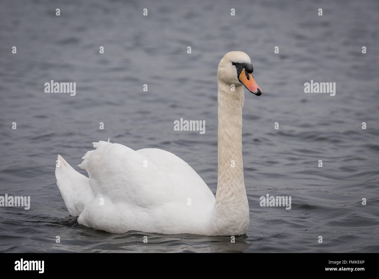 Swans on the Reservoir at Chasewater Country Park Cannock uk Stock Photo