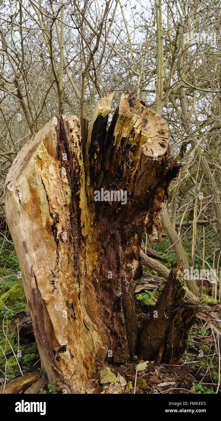 Tree trunk rotting in the forest Stock Photo - Alamy