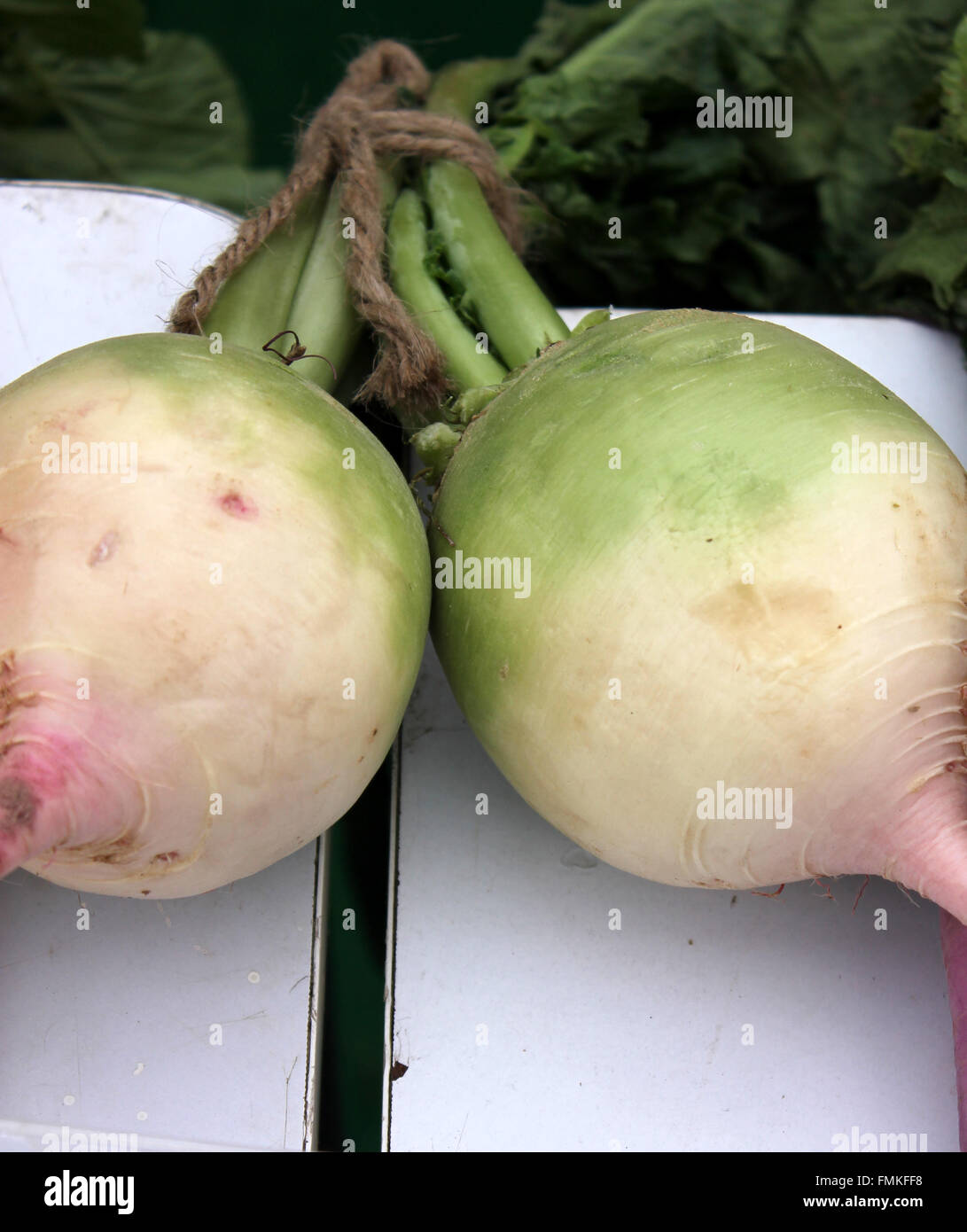 Raphanus sativus, Palam Hriday Radish, cultivar with globose medium sized roots, flesh with pink and light green patches Stock Photo