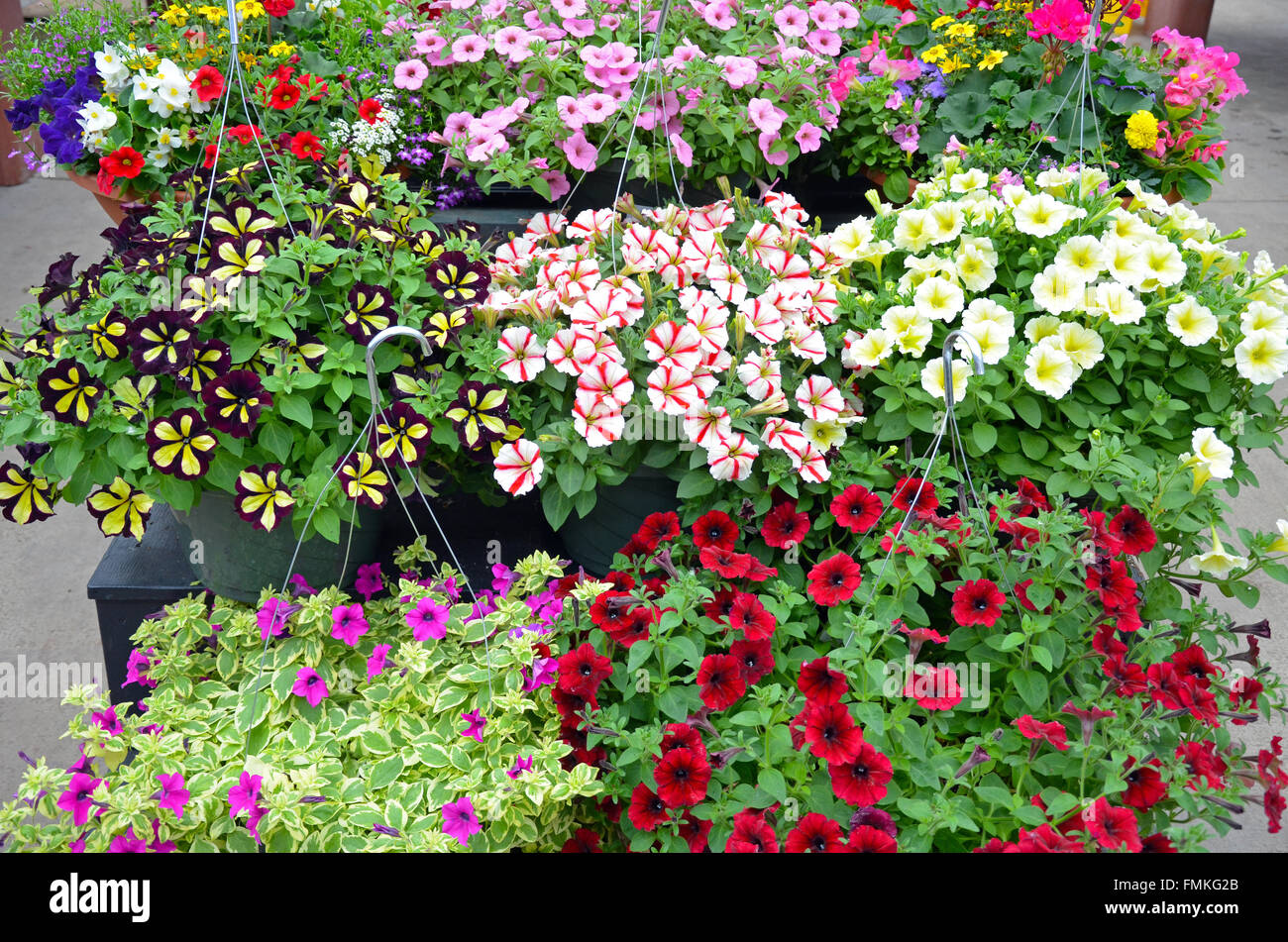 Hanging baskets filled with colorful petunias Stock Photo - Alamy