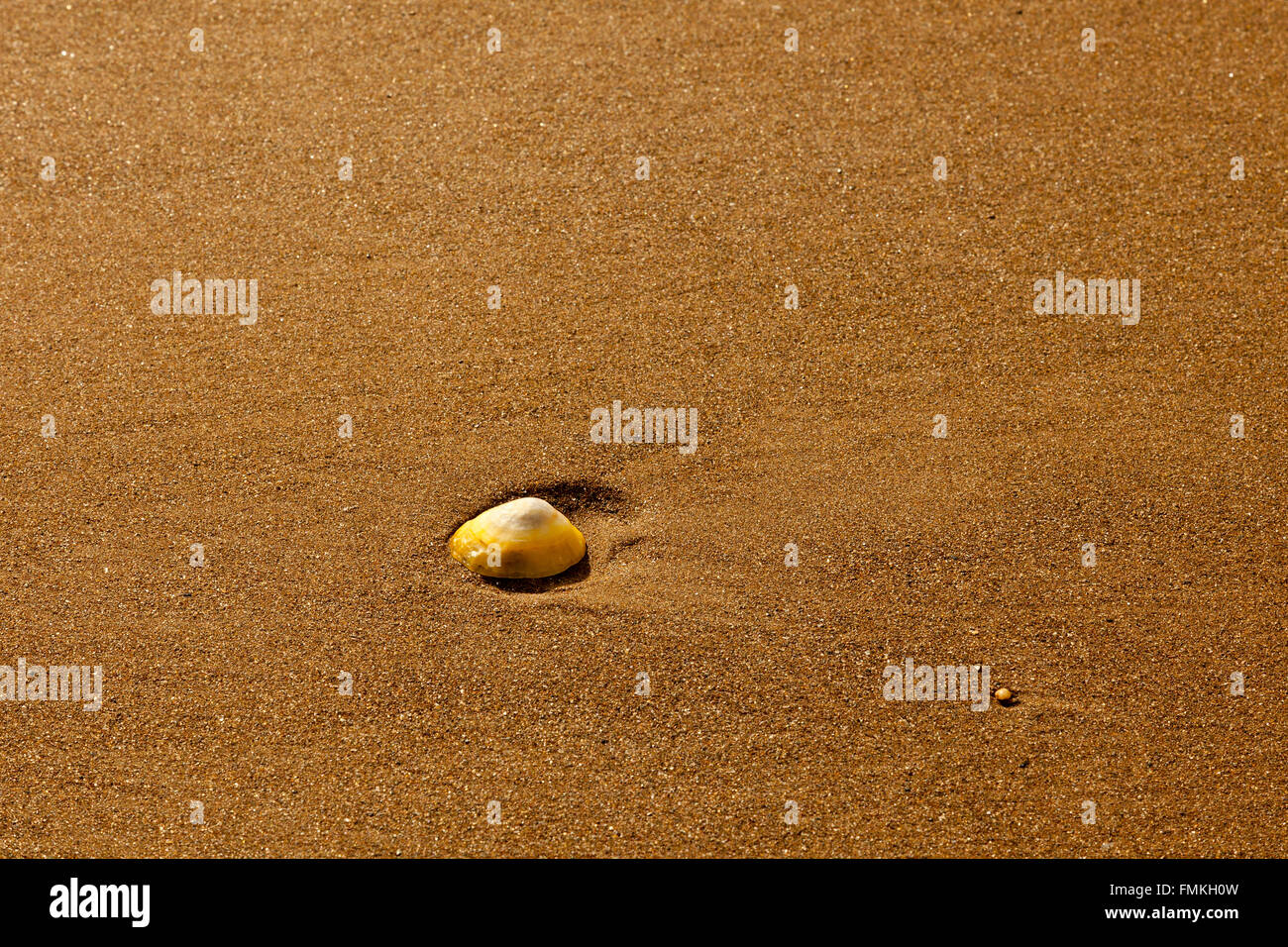 A solitary common limpet (Patella vulgata) in the sand at Lee Bay, North Devon, England, UK Stock Photo