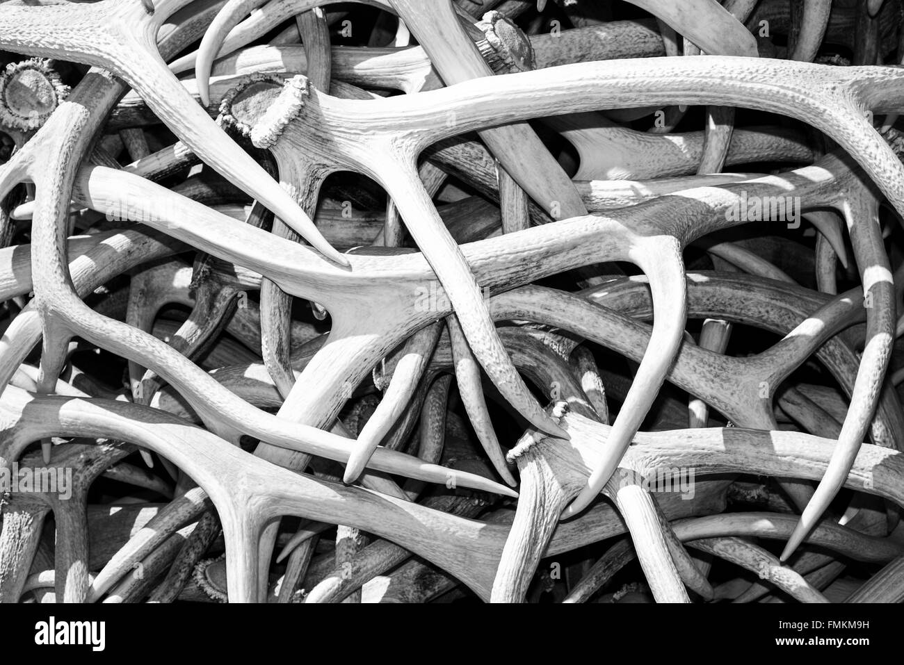 Elk Black and White Stock Photos & Images - Alamy
