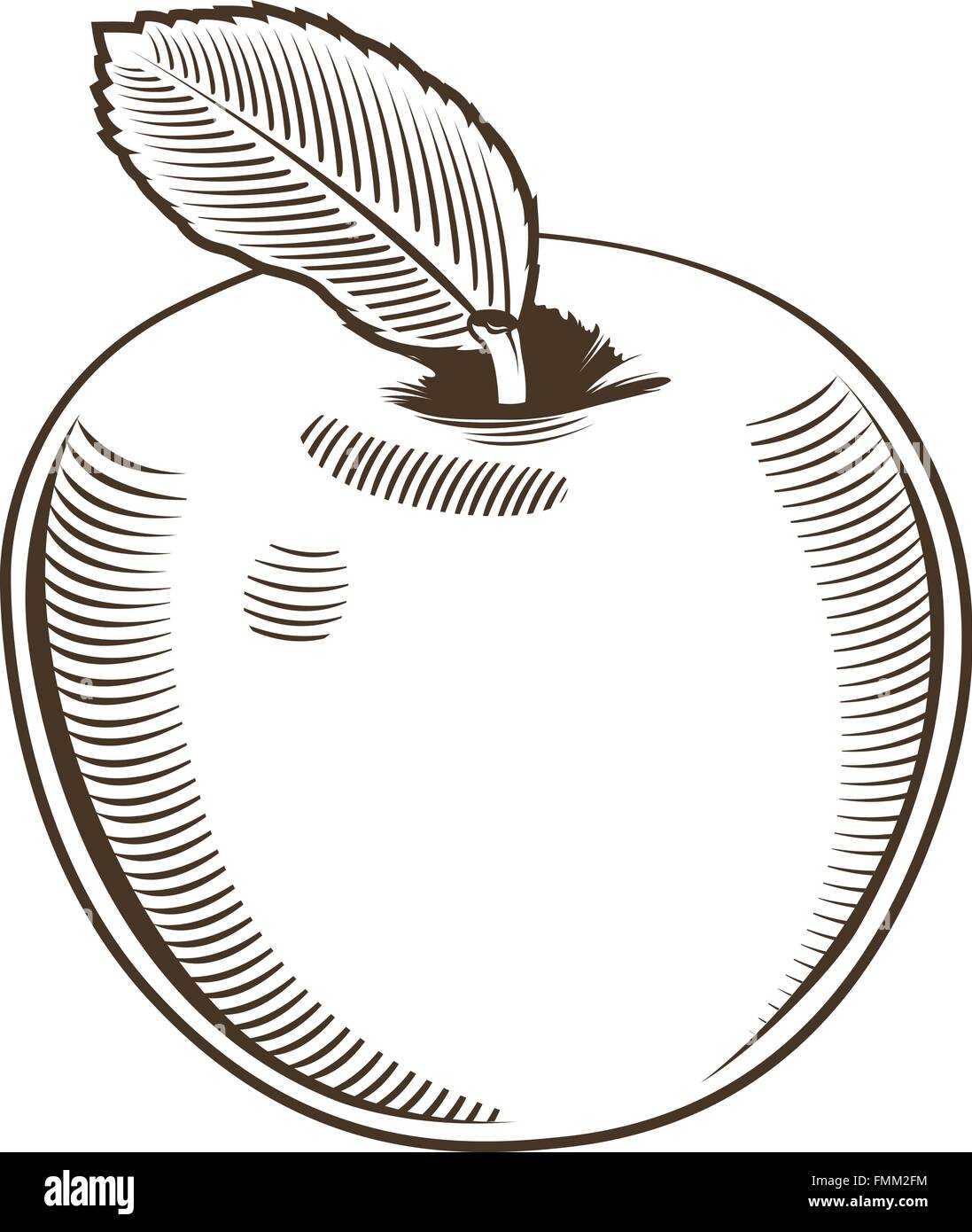 Apple in vintage style. Line art vector illustration Stock Vector Image ...