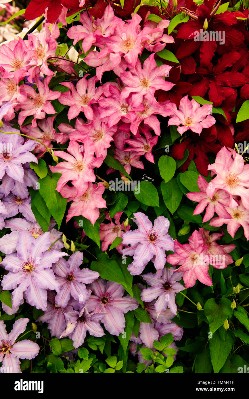 Thornycroft Clematis,Very Popular Five day Calendar Event,The Queen attends,draws huge Crowds
