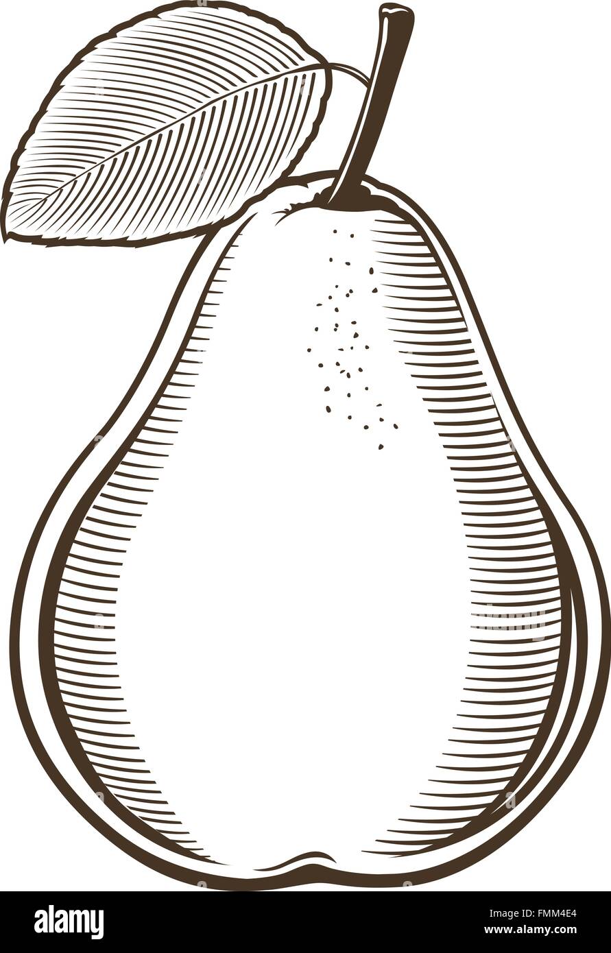 Pear in vintage style. Line art vector illustration Stock Vector Image ...