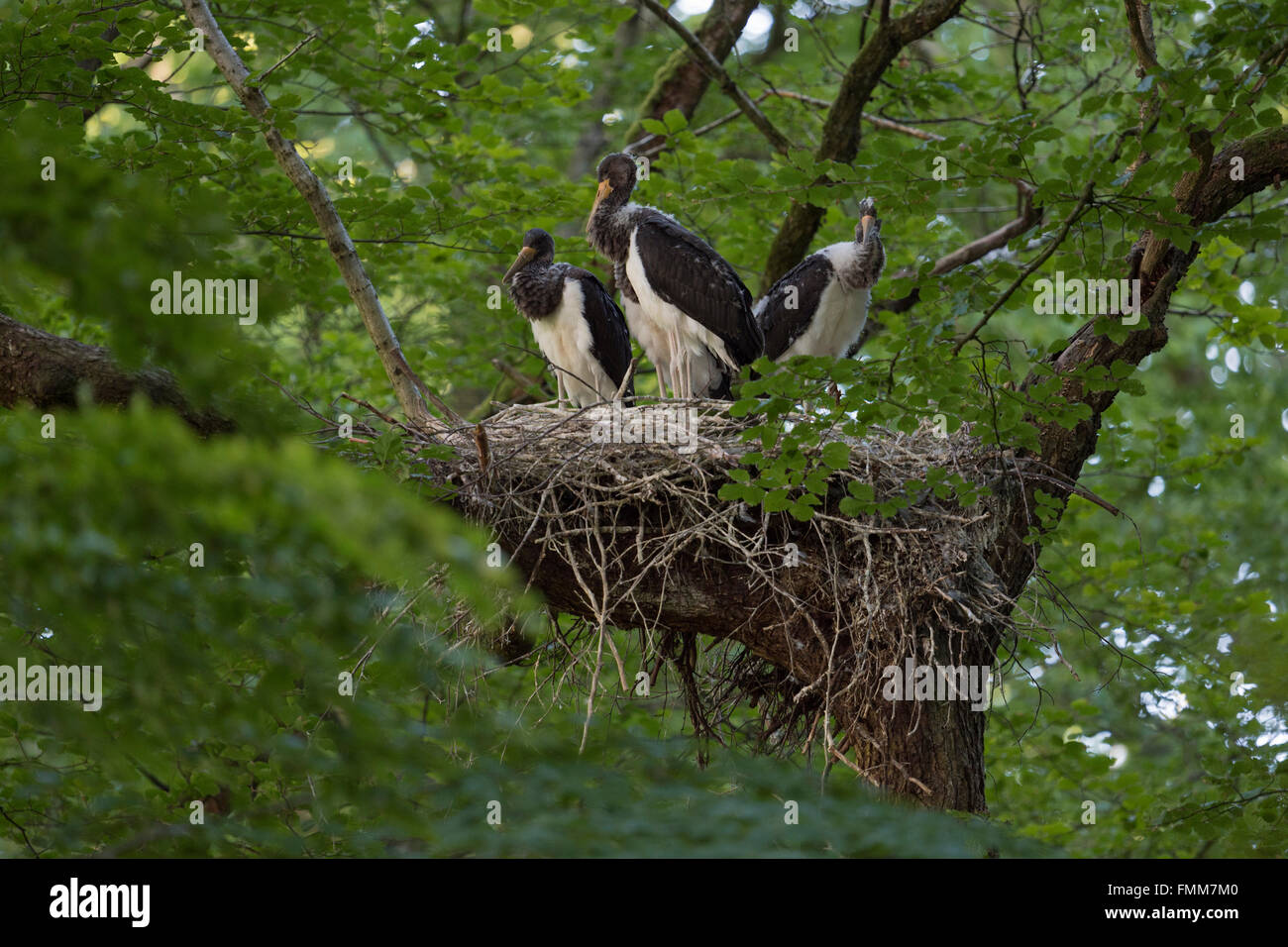 Black Storks / Schwarzstoerche ( Ciconia nigra ), offspring in nest, nesting high up in an old beech tree, waiting for food. Stock Photo